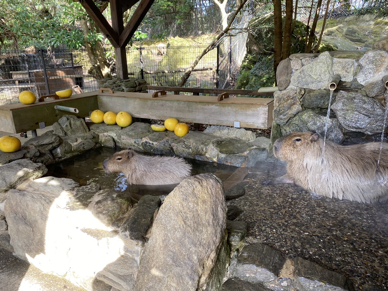 長崎バイオパークのカピバラ風呂