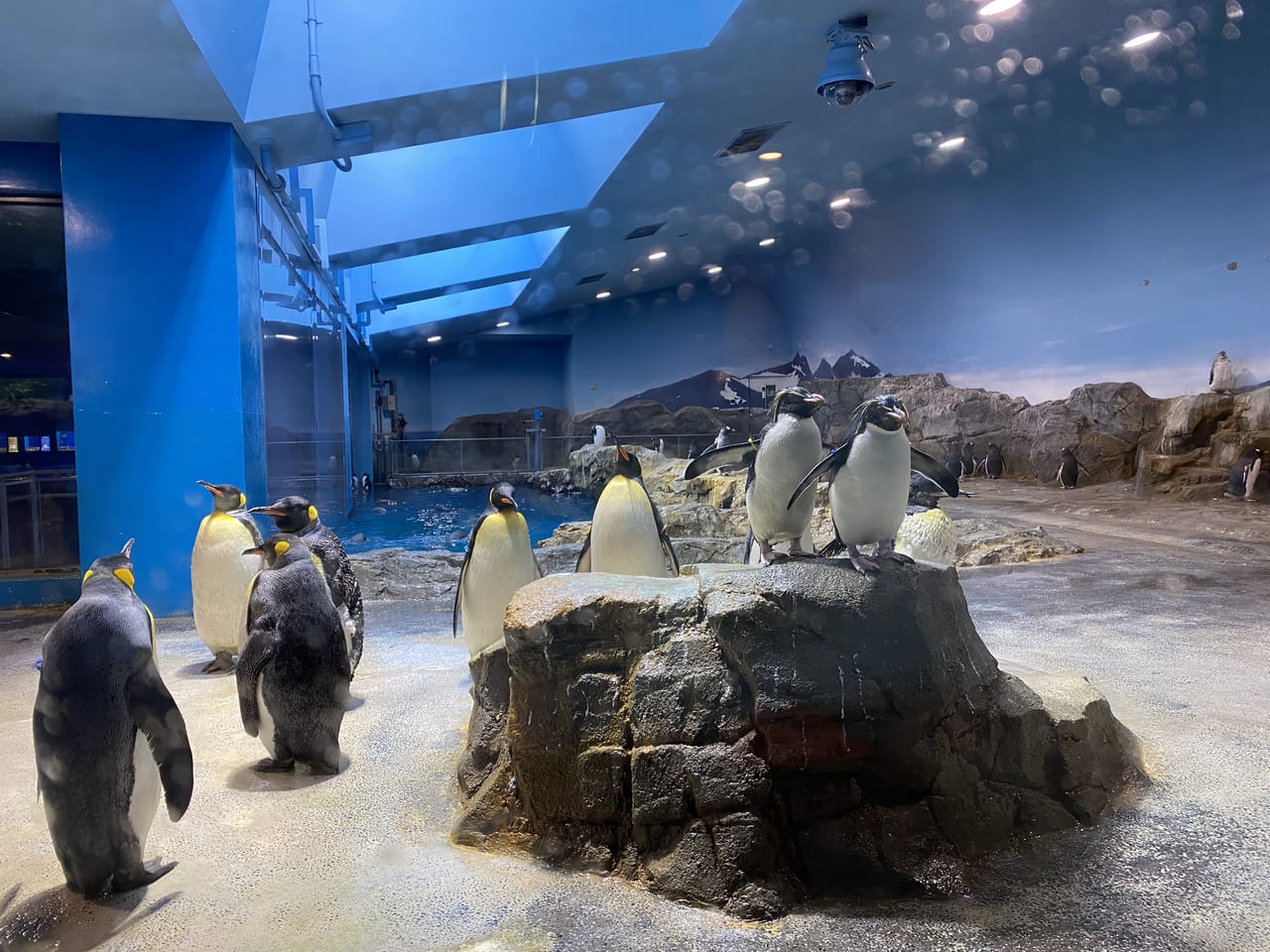 ペンギン水族館